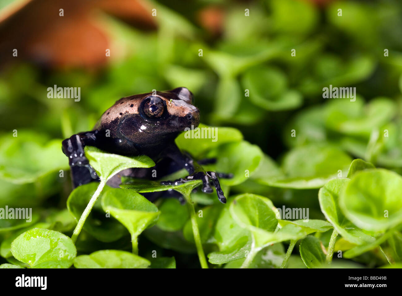 Poison dart frog - Napo Wildlife Center - Parc national Yasuni, province de Napo, Equateur Banque D'Images