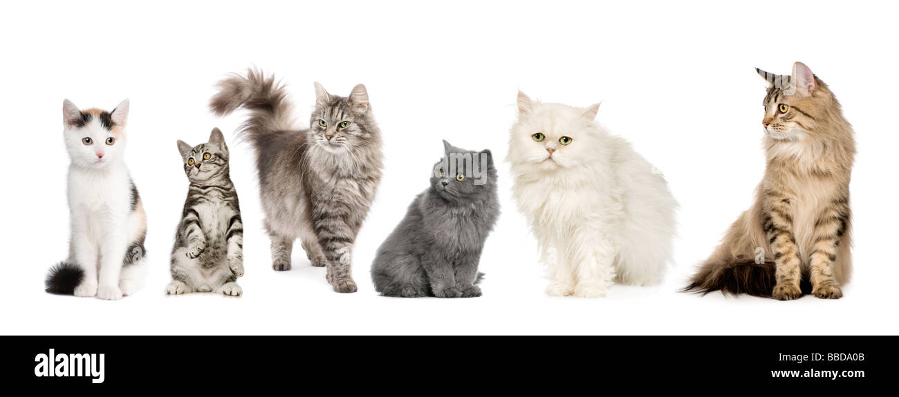Groupe De Chats Dans Une Rangee De Siberie Et Norvegien Chat Persan Dans Une Rangee Devant Un Fond Blanc Photo Stock Alamy Groupe De Chats Dans Une Rangee De Siberie Et Norvegien Chat Persan Dans Une Rangee Devant Un Fond Blanc Photo Stock Alamy