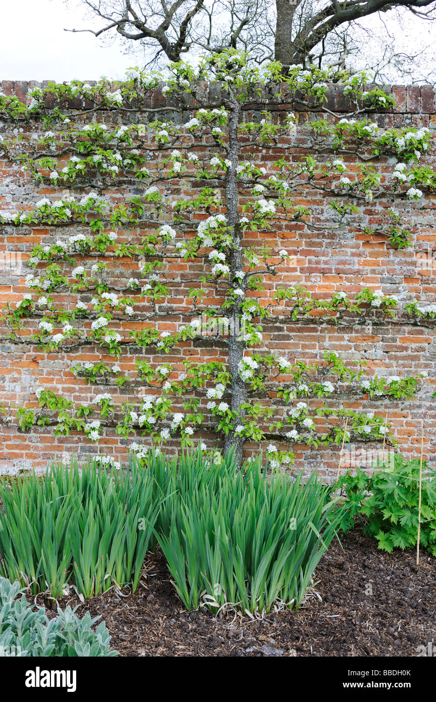 Apple Tree in blossom Espaliered contre un mur en Felbrigg Hall gardens,Norfolk England UK Banque D'Images