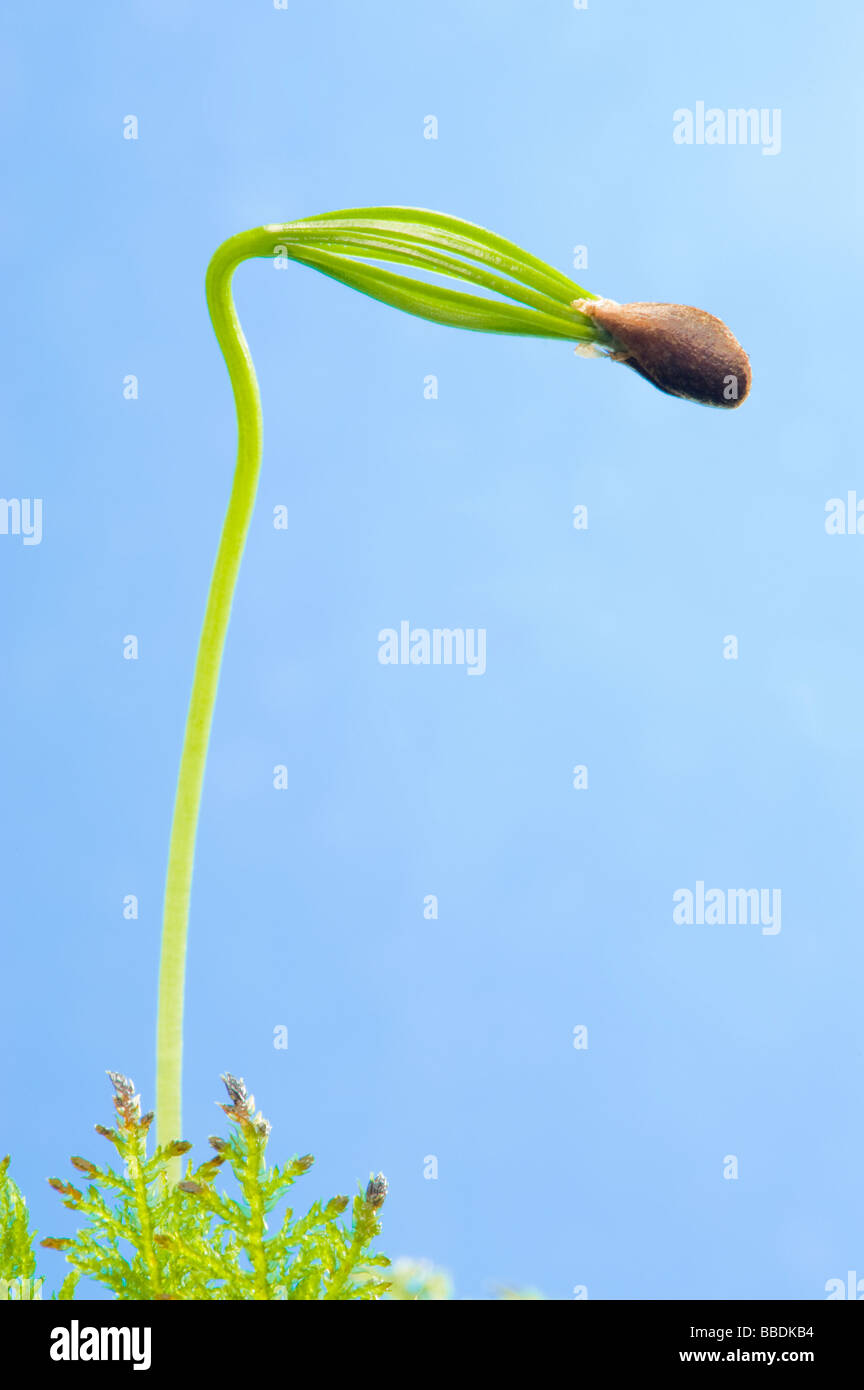 Arbre généalogique des graines de conifères déplier déplier cotylédon feuille semences germent de germe de sperme de germination vert propagation nouvelles reproductions Banque D'Images