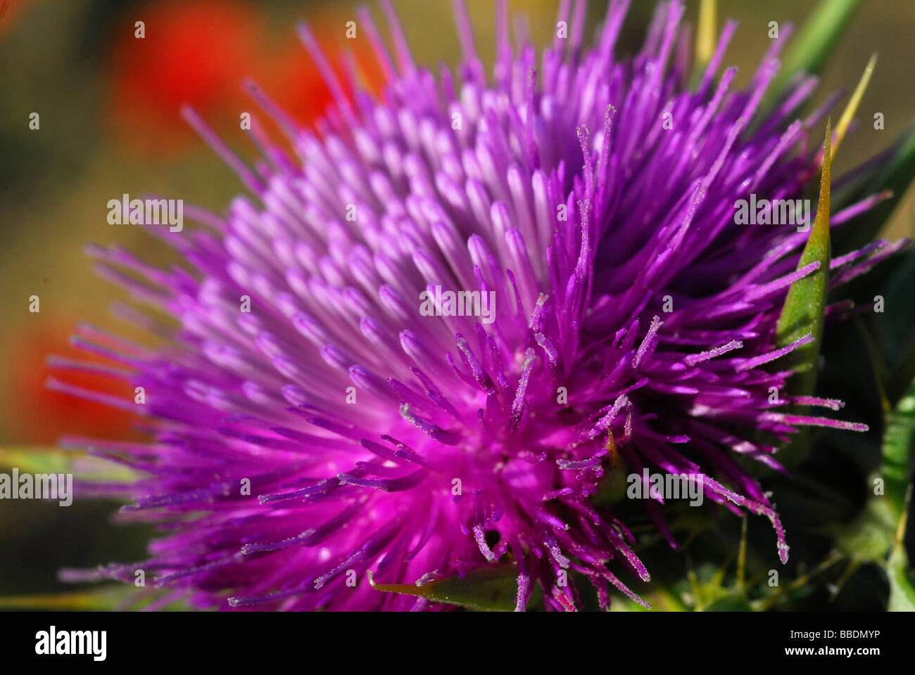 'Milk' Chardon méditerranéen Silybum marianum, cardo, Compositae, Rome, Latium, Italie Banque D'Images