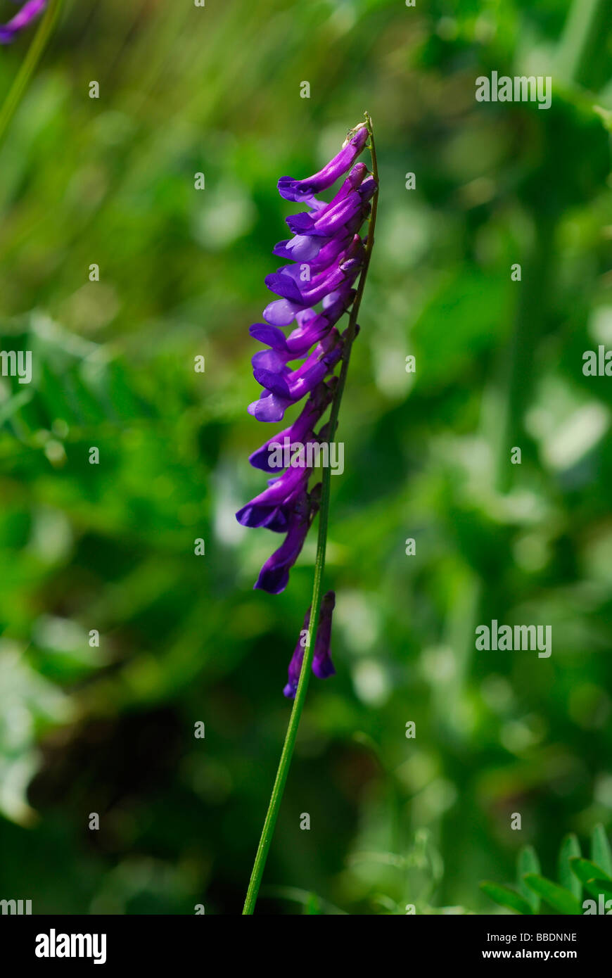 La vesce d'oiseaux, tinegrass, vesce jargeau (Vicia cracca), Leguminosae, lazio, Italie Banque D'Images