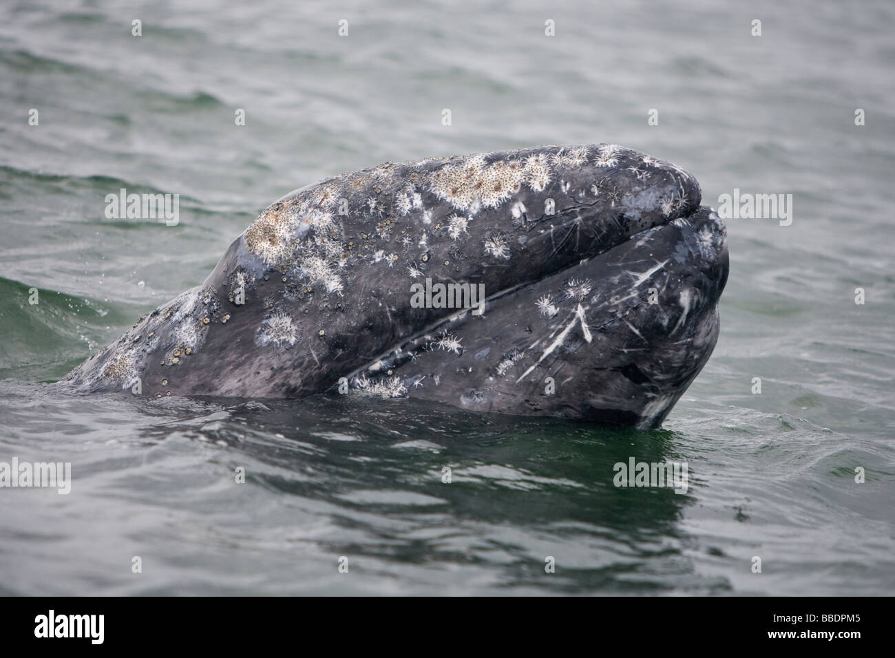 Baleine grise ou baleine grise Banque de photographies et d’images à