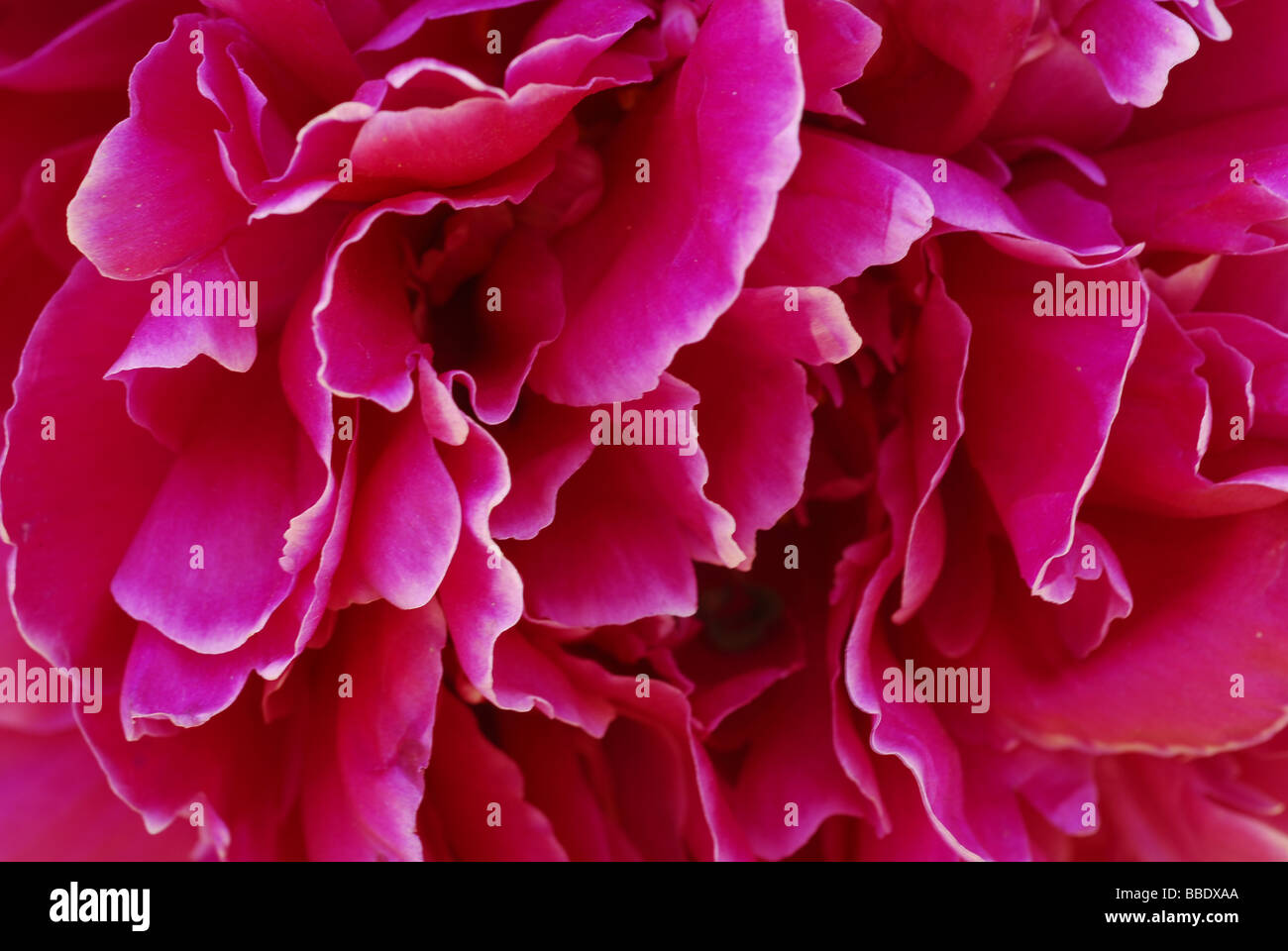 La pivoine Paeonia x lactiflorea « Ranuncolaceae », Bernard Banque D'Images