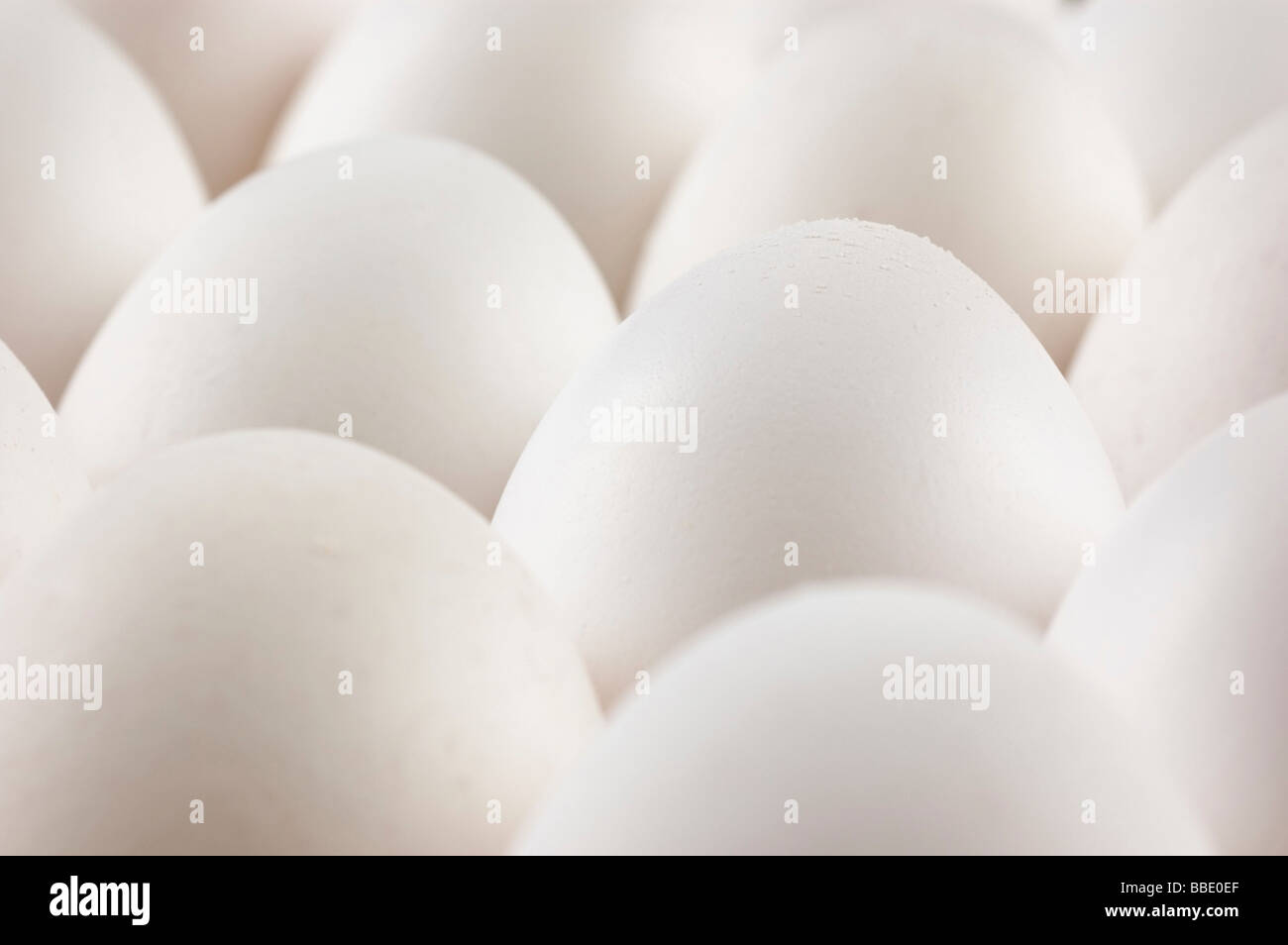 Œufs de poule Banque D'Images