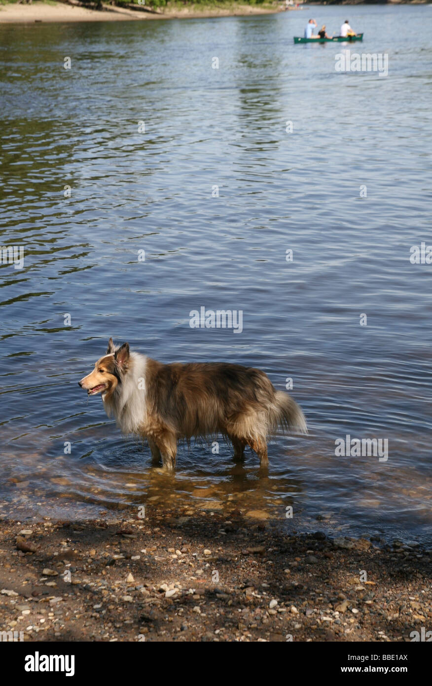 Un chien Sheltie debout dans une rivière. Banque D'Images