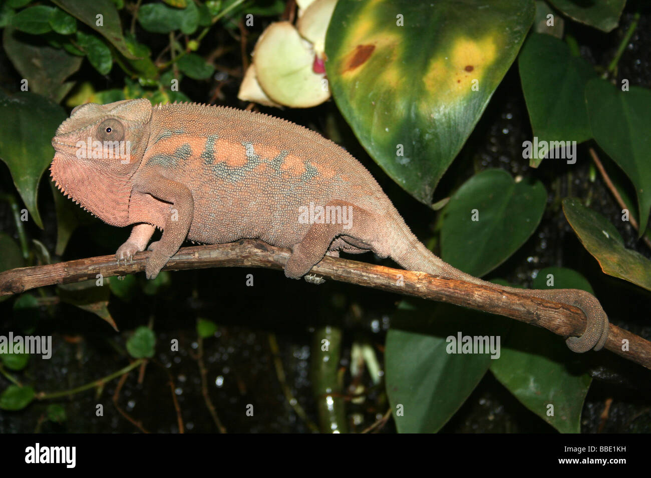 Panther Chameleon Furcifer pardalis On Tree Branch Banque D'Images