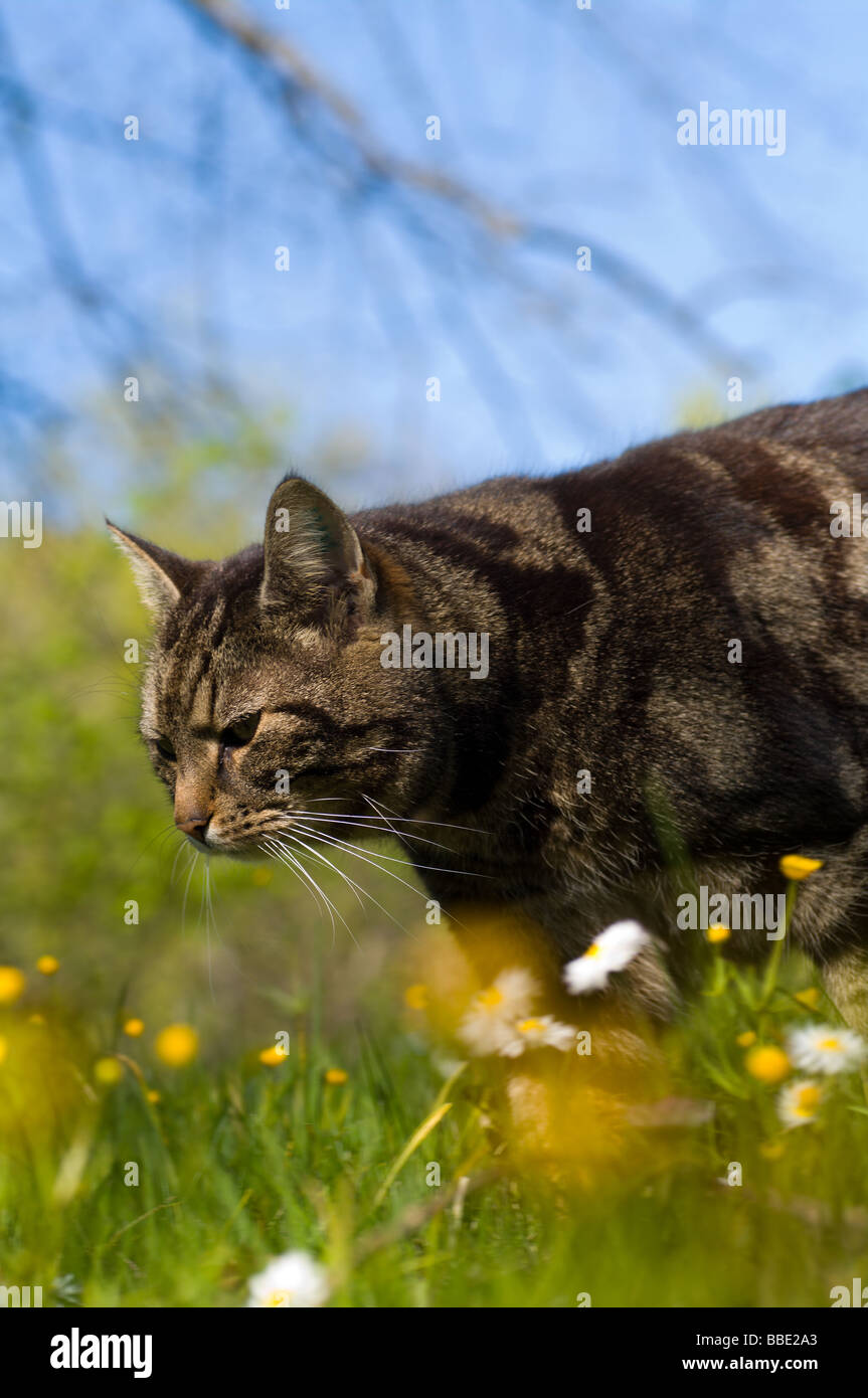 Cat sneak dans l'herbe verte Banque D'Images