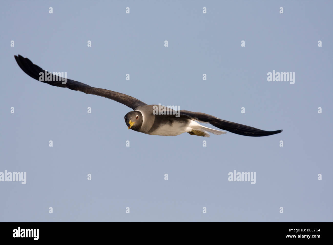 Les adultes Larus hemprichii battant avec ailes déployées contre le fond de ciel bleu, Sharm El Sheik, Nabq, l'Égypte. Banque D'Images