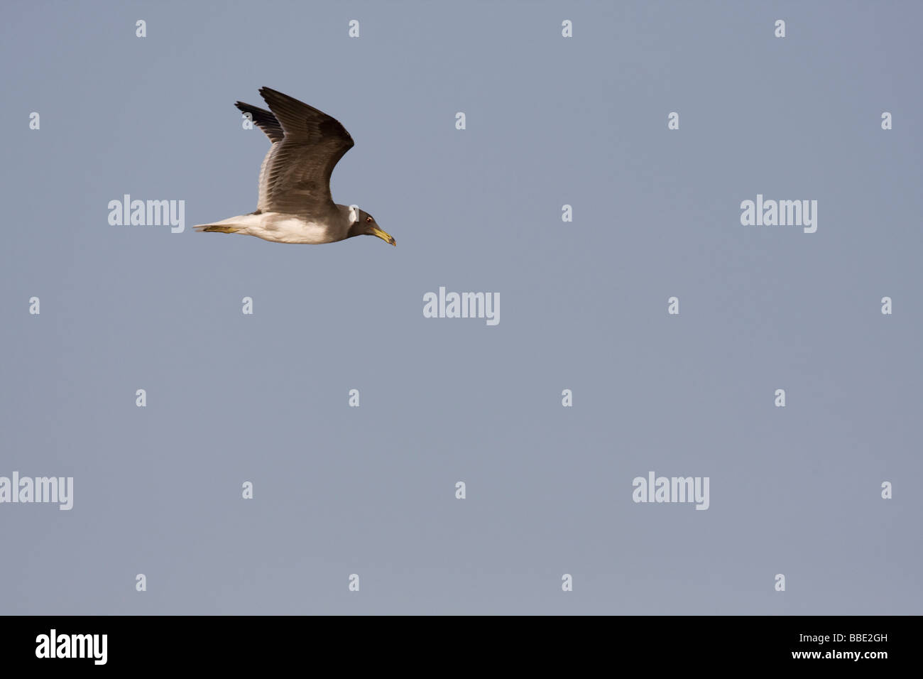 Les adultes Larus hemprichii voler contre fond de ciel bleu, Sharm El Sheik, Nabq, l'Égypte. Banque D'Images