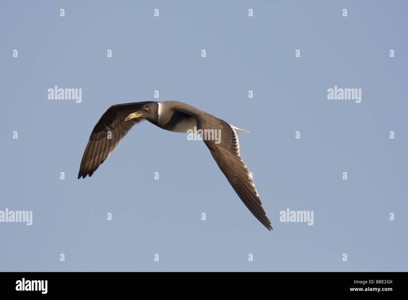 Les adultes Larus hemprichii voler contre fond de ciel bleu, Sharm El Sheik, Nabq, l'Égypte. Banque D'Images