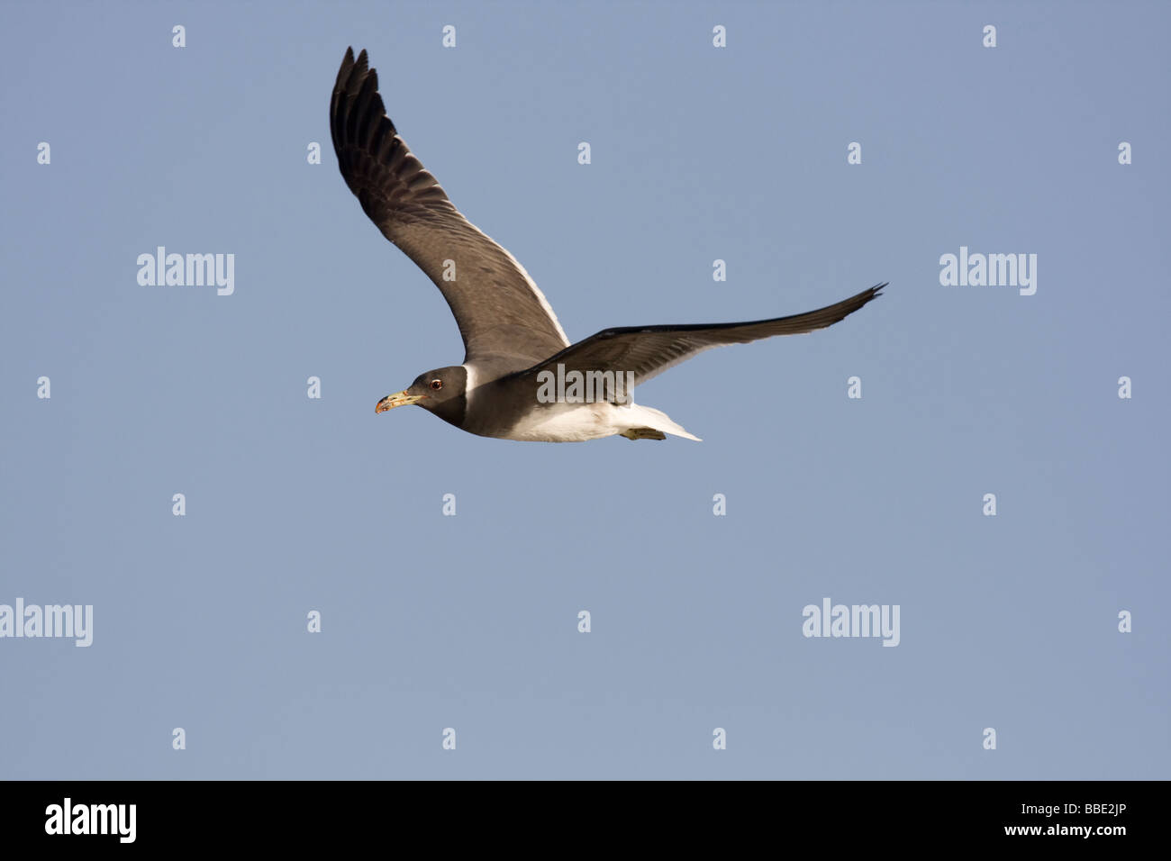 Les adultes Larus hemprichii voler contre fond de ciel bleu, Sharm El Sheik, Nabq, l'Égypte. Banque D'Images
