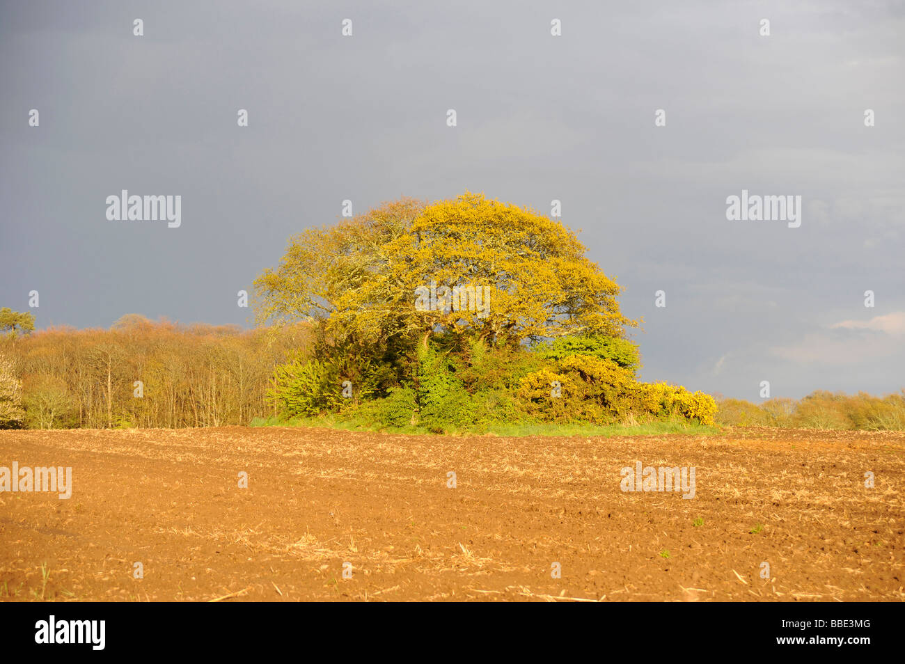 Le domaine de Riec sur Belon Finistere Bretagne Bretagne France Banque D'Images Le domaine de Riec sur Belon Finistere Bretagne Bretagne France Banque D'Images