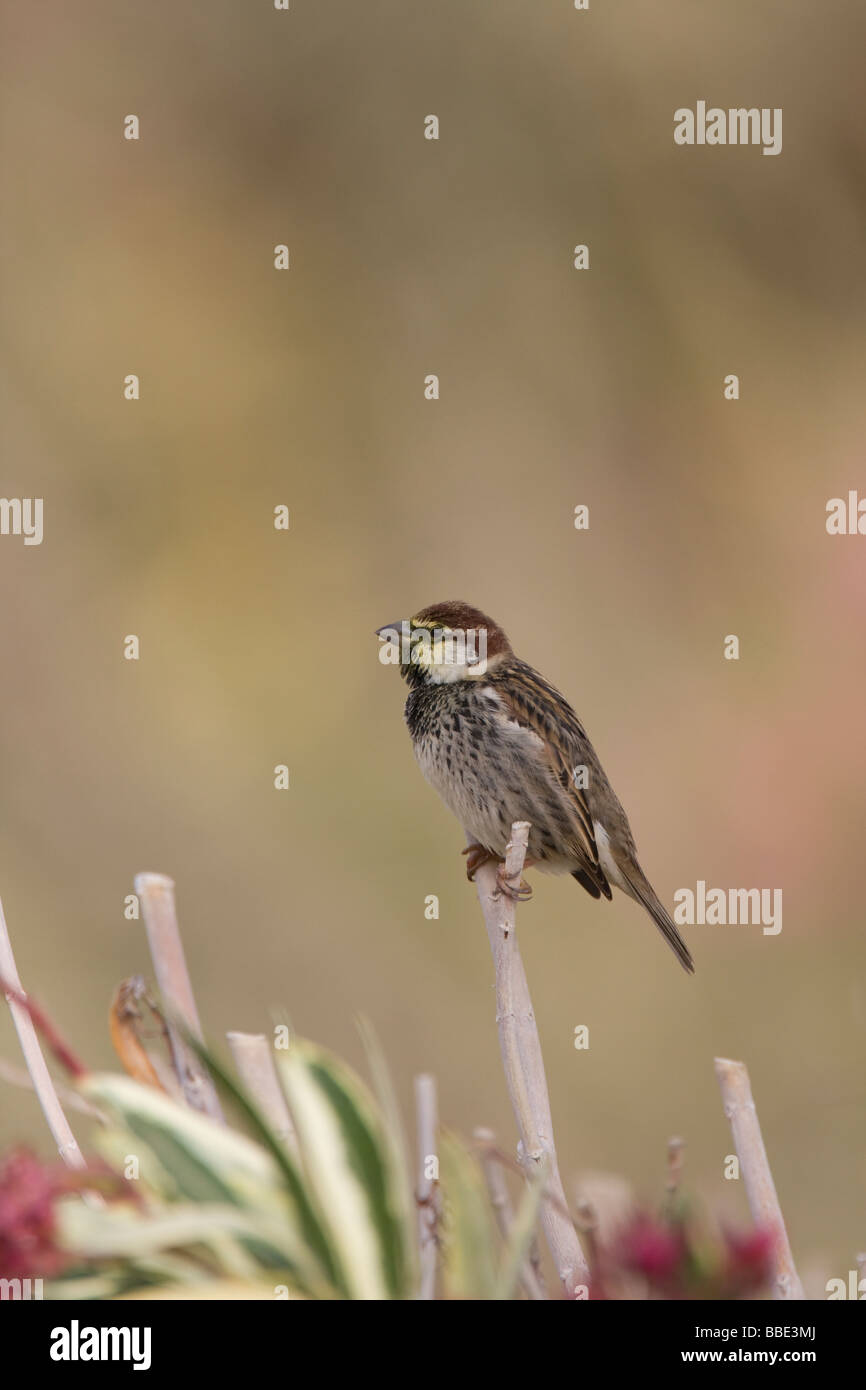 Passer hispaniolensis Spanish Sparrow mâle assis sur tige florale le chant avec le pollen autour de bec, Sharm El Sheik, Nabq, l'Égypte. Banque D'Images