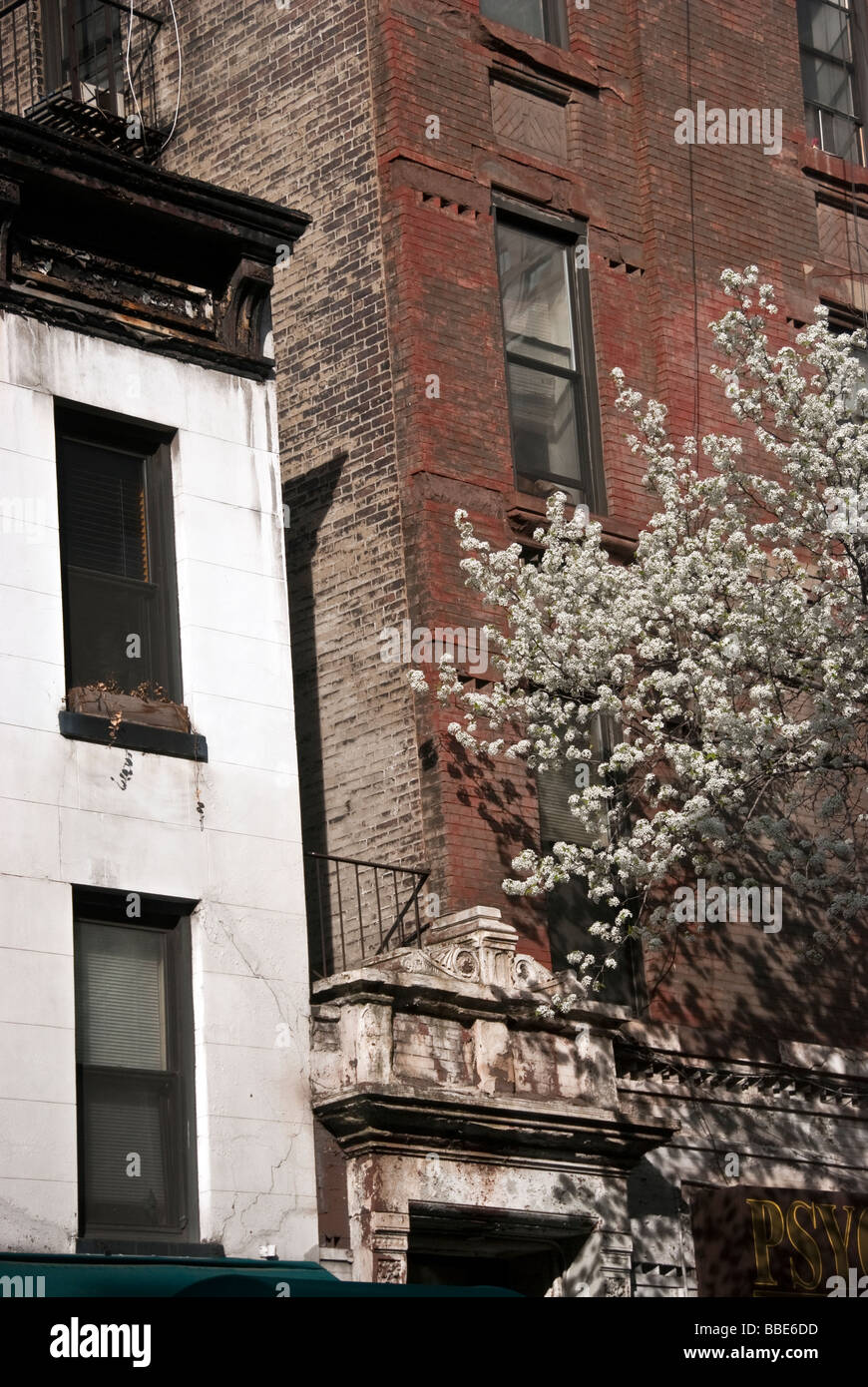 Vue détaillée vieux bâtiments en maçonnerie et la floraison s'épanouit dans la poire japonaise Hells Kitchen quartier de Manhattan Banque D'Images