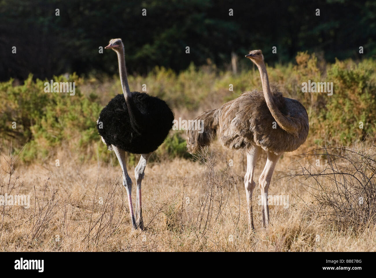 Parade nuptiale de l'autruche somalienne Struthio camelus molybdophanes RÉSERVE NATIONALE DE SAMBURU Kenya Afrique de l'Est Banque D'Images