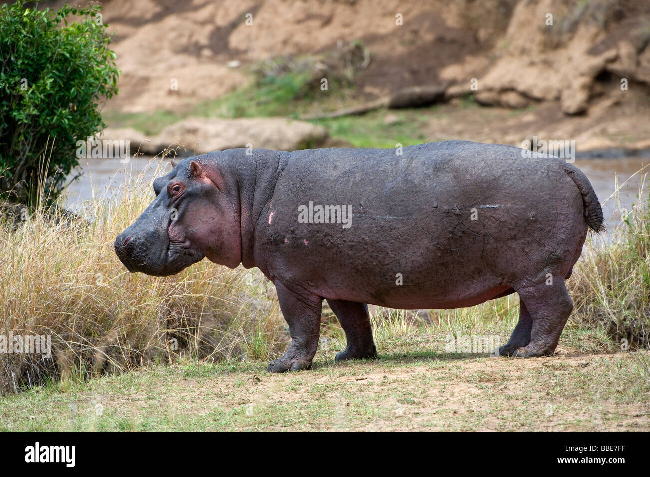 Hippopotame (Hippopotamus amphibius) sur les rives de la rivière Mara, Masai Mara National Reserve, Kenya, Afrique de l'Est Banque D'Images