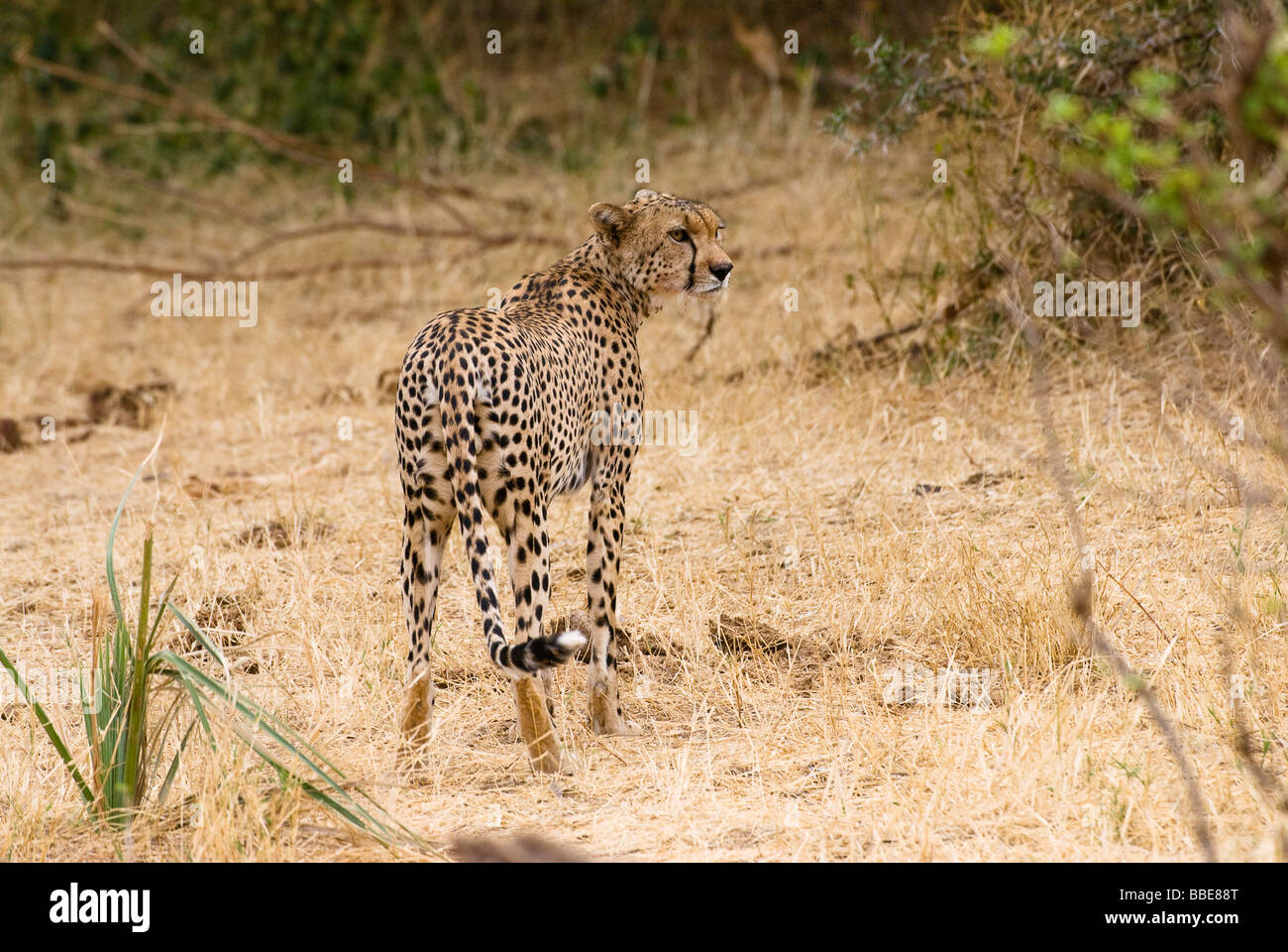 Le guépard, Acinonyx jubatus, Réserve nationale de Samburu, Kenya Afrique de l'Est Banque D'Images