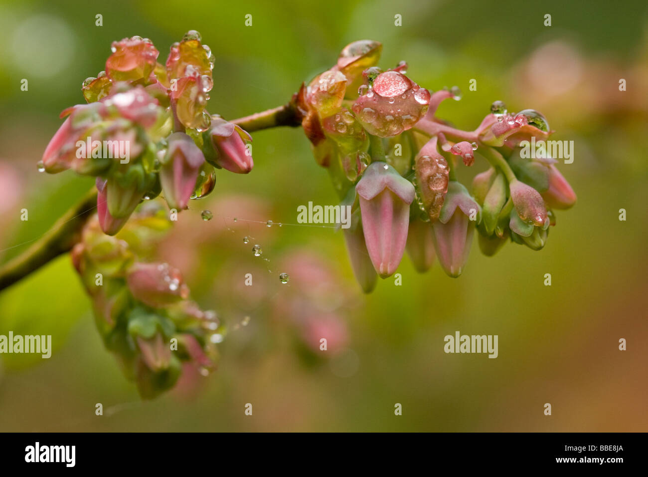 Bourgeons prêts à ouvrir sur le bleuet en corymbe Banque D'Images