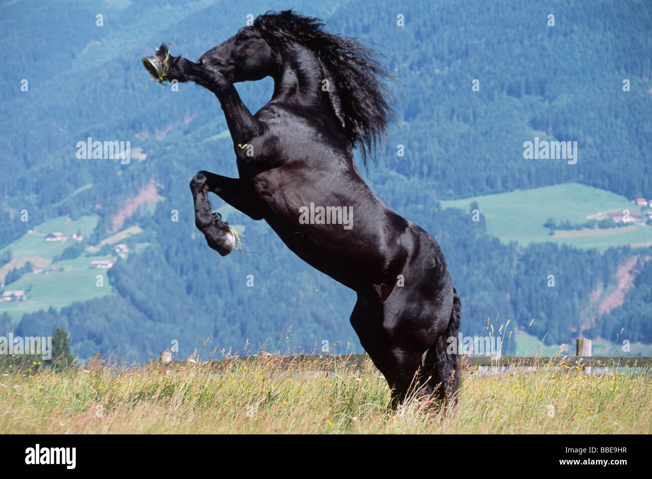 Étalon frison se lève, noir, Vomperberg, Tyrol du Nord, l'Autriche, Europe Banque D'Images