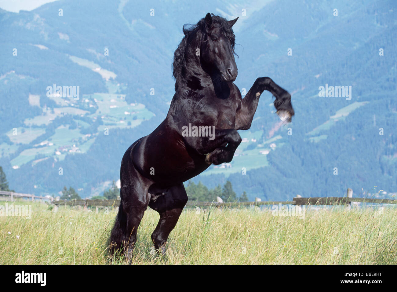 Étalon frison se lève, noir, Vomperberg, Tyrol du Nord, l'Autriche, Europe Banque D'Images