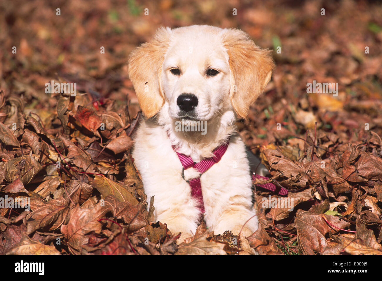 Chiot Golden Retriever couché dans les feuilles Banque D'Images