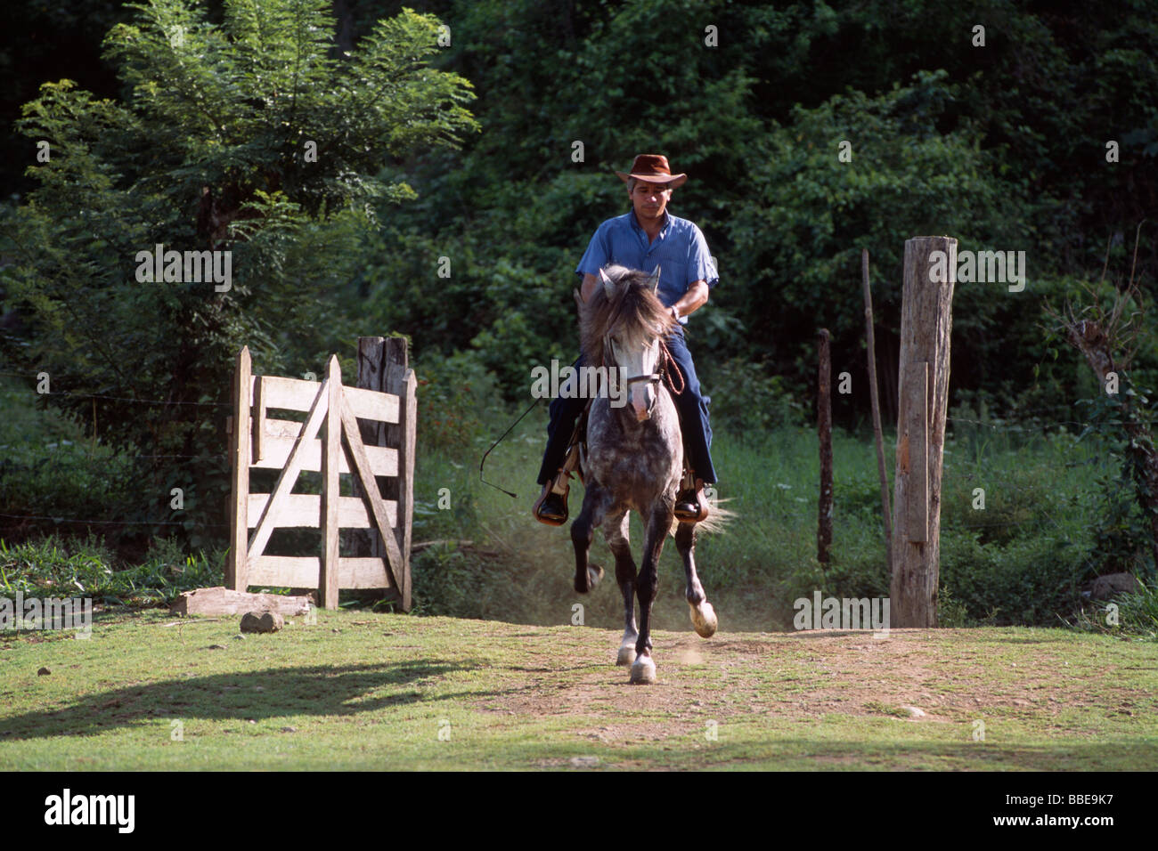 Gaucho équitation sur Paso Costarricense, étalon, Costa Rica, Amérique du Sud Banque D'Images