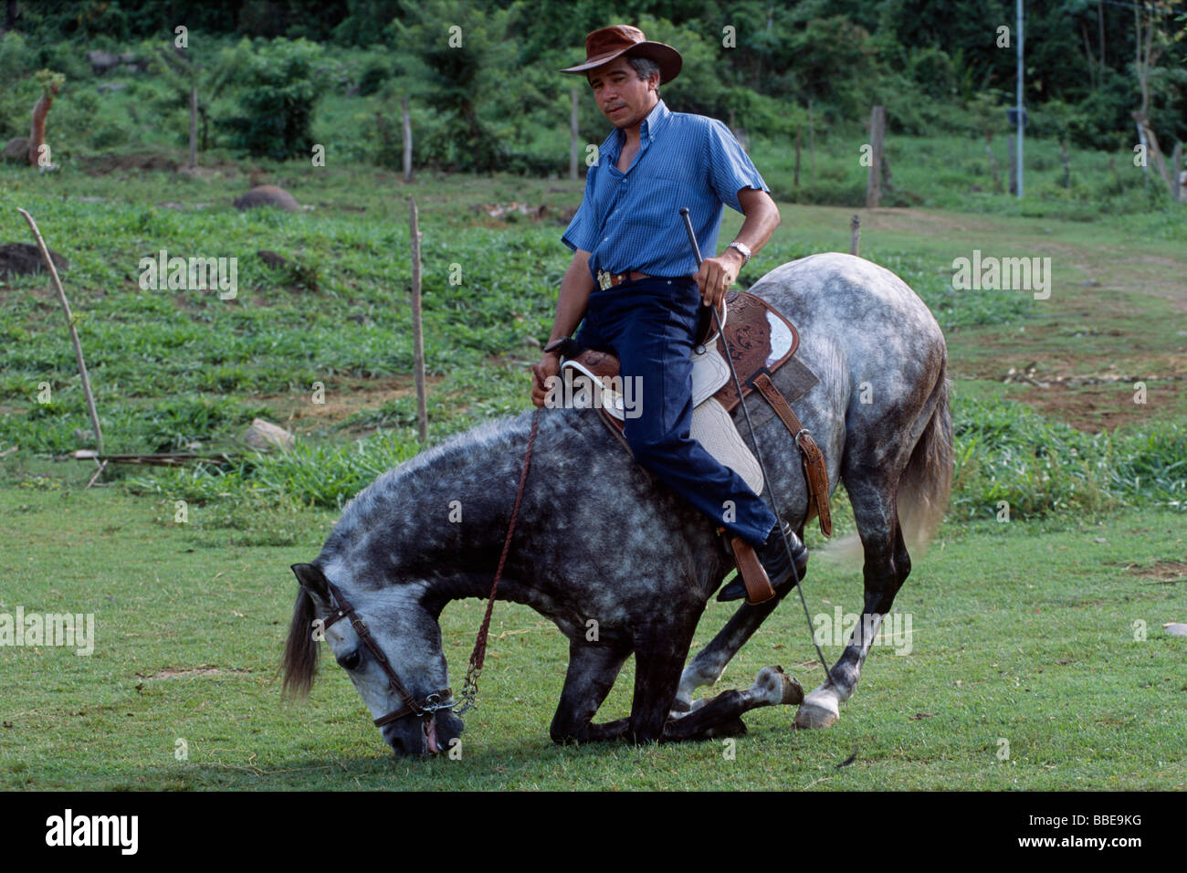 Gaucho équitation sur Paso Costarricense, étalon, compliment, Costa Rica, Amérique du Sud Banque D'Images