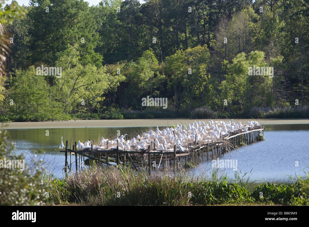 Avery Island en Louisiane un sanctuaire pour les hérons et aigrettes appelée Ville d'oiseaux au Jungle Gardens Banque D'Images