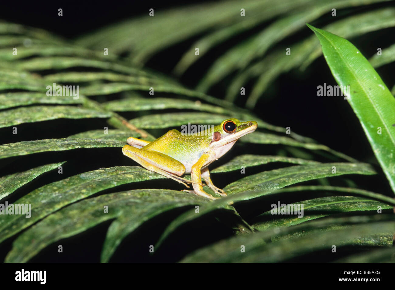 Grenouille dans la forêt tropicale, parc national de Gunung Leuser, Sumatra, Indonésie, Asie Banque D'Images