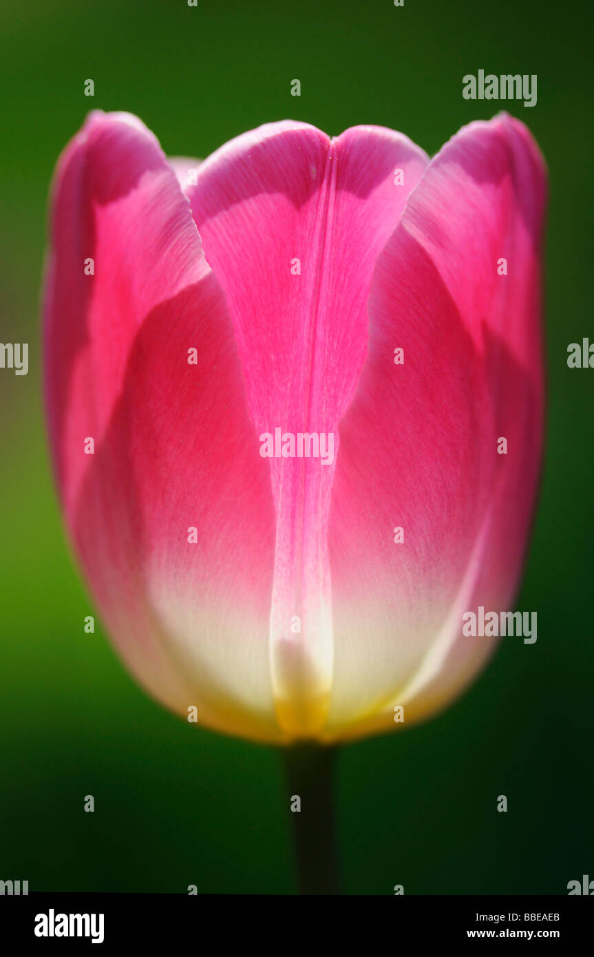 La tulipe (Tulipa) calice en rétro-éclairage Banque D'Images