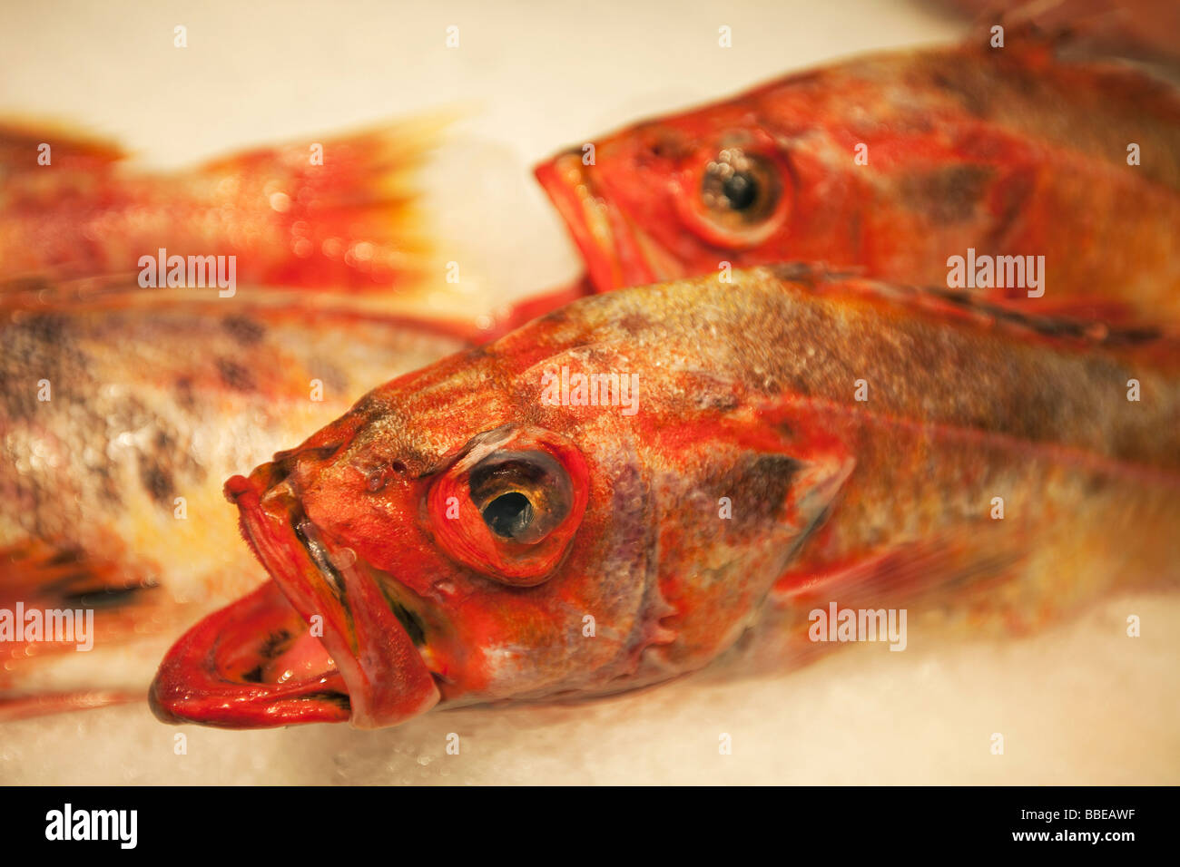 Le vivaneau au Fish Market Banque D'Images