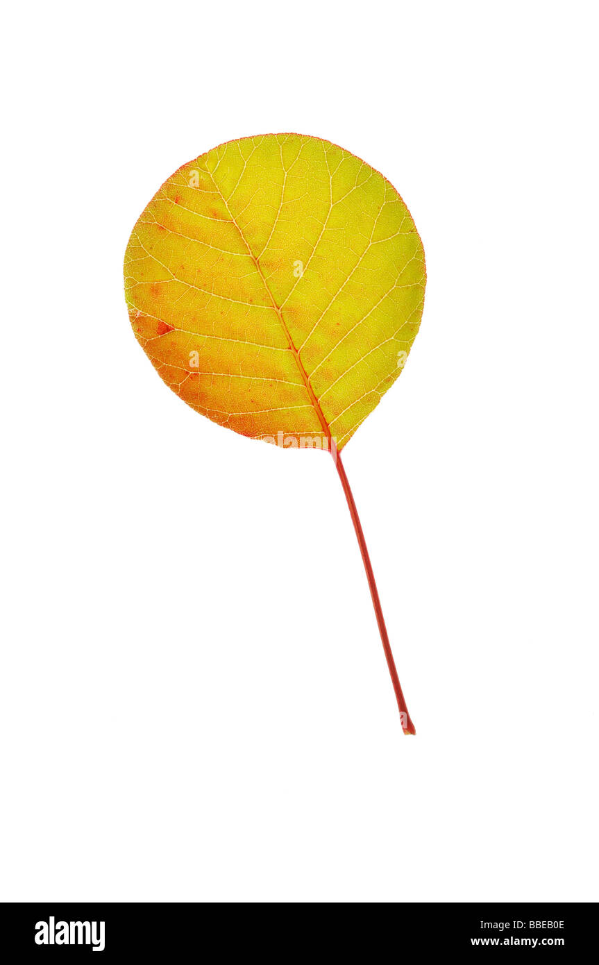 Fumer des feuilles de Bush Banque D'Images