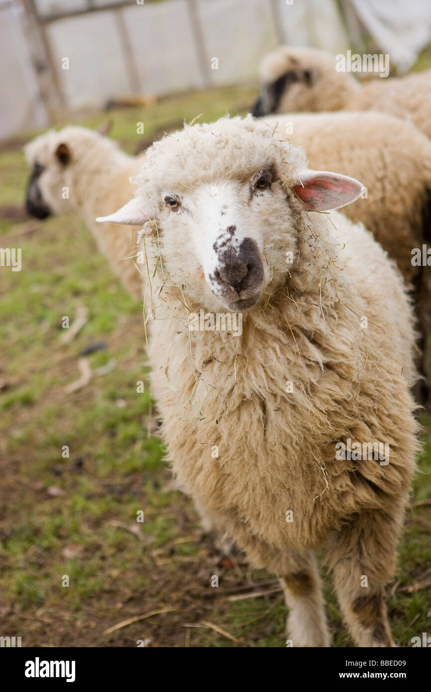 Portrait De Mouton Rigolo Photo Stock Alamy