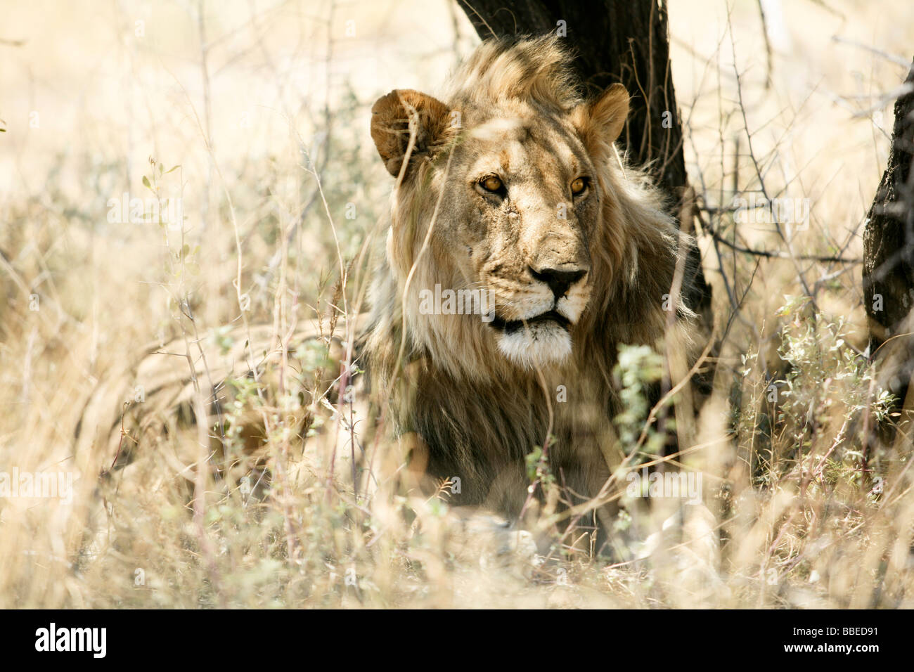 Lion en herbe, Etosha National Park, Namibie, région de Kunene Banque D'Images