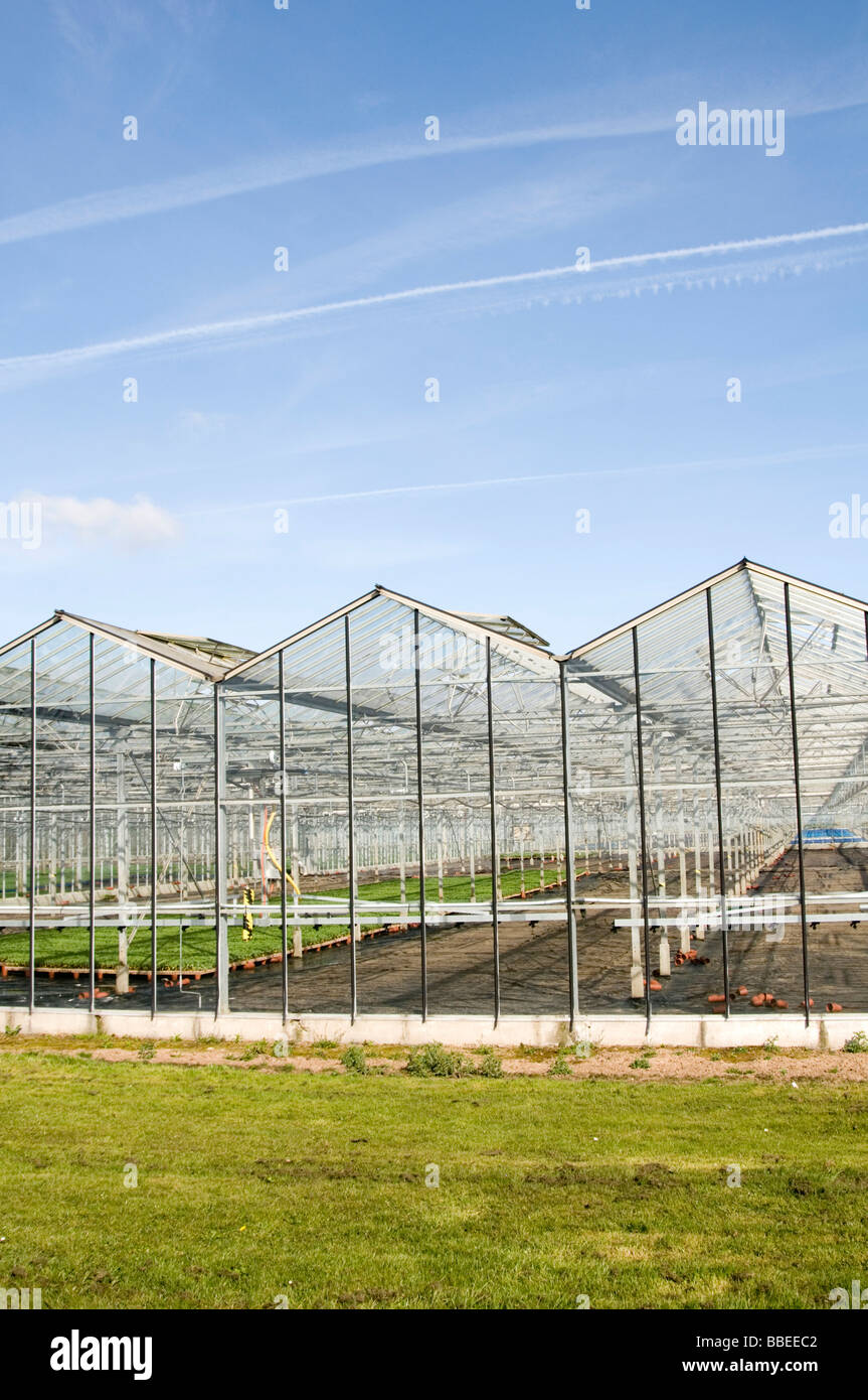 Maison de verre à effet de serre serres la production alimentaire intensive agriculture fermes d'élevage de la chaleur d'été chaud chaud Banque D'Images