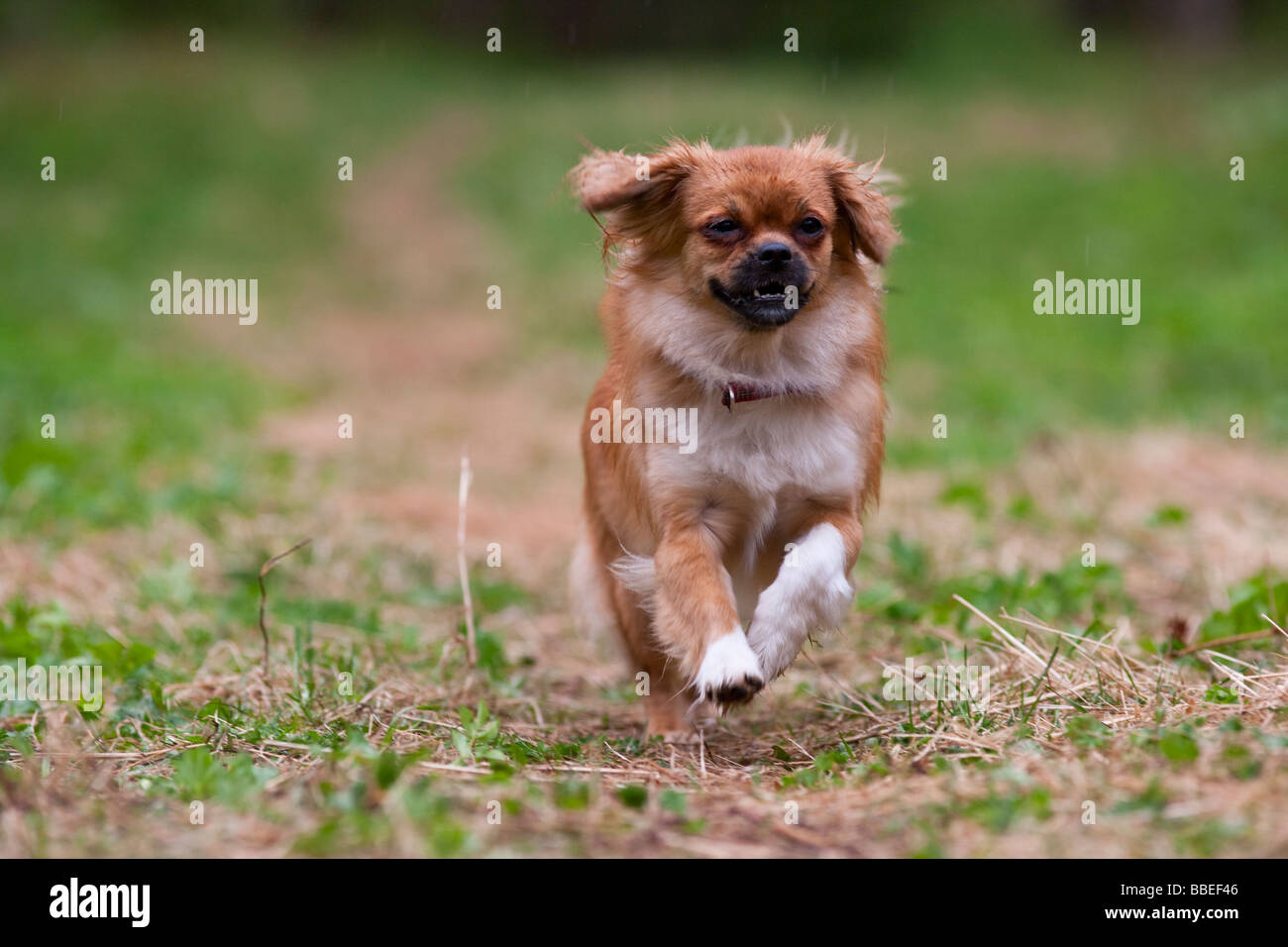 Tibetan Spaniel exécutant Banque D'Images