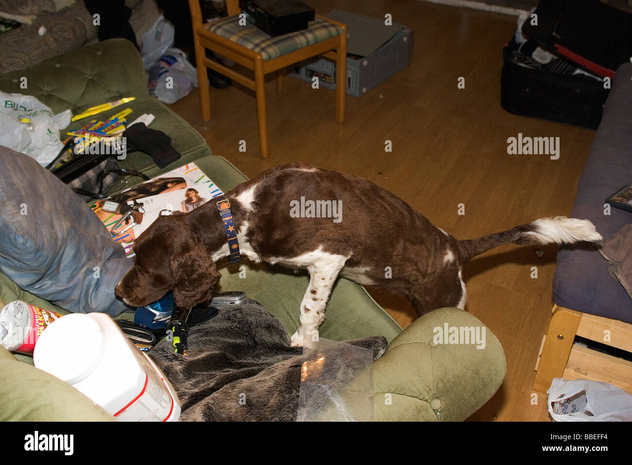 La loi et l'ordre de Raid de la drogue Police Springer Spaniel chien renifleur utilisé à la recherche d'accueil résidentiel au cours de la drogue 21. Banque D'Images