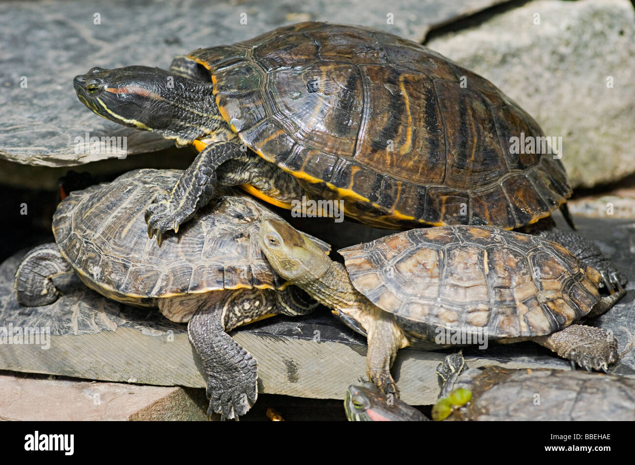 Tortues sur un rocher, Estacion de Atocha, Madrid, Espagne Banque D'Images