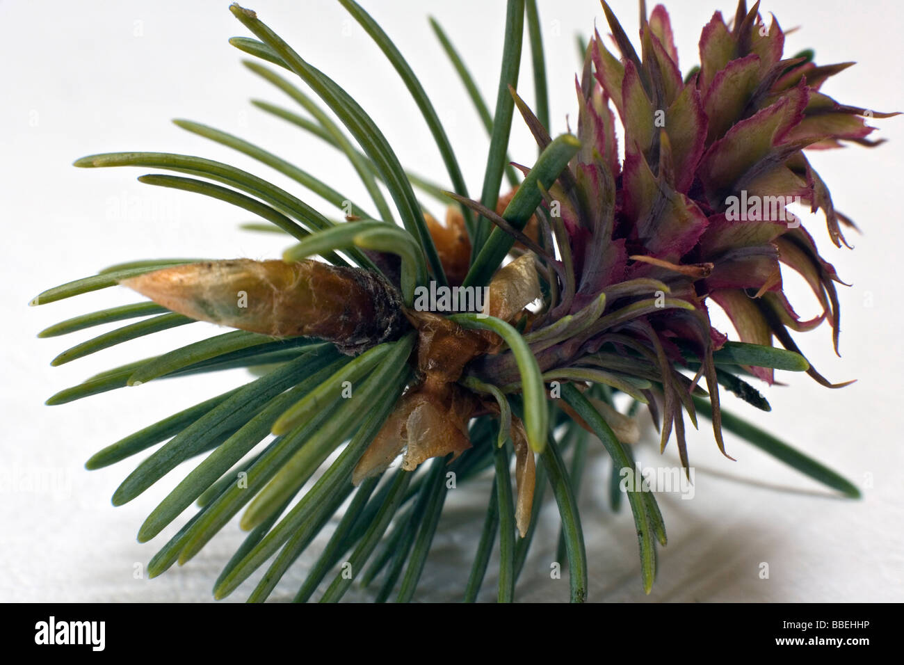 Douglas Pseudotsuga menziesii cône femelle en libre Banque D'Images