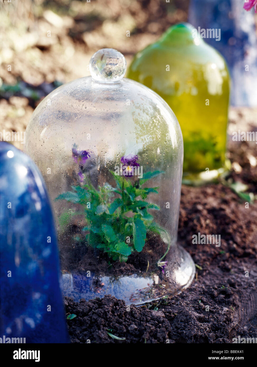 Pansy Sous Bell Jar Banque D'Images