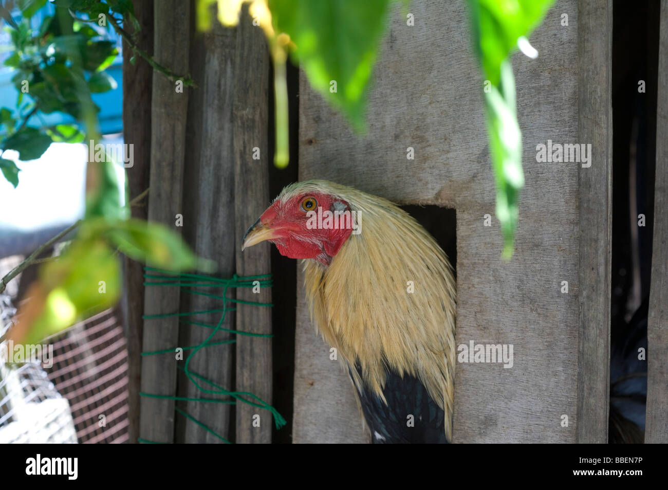 Poulet, Catbalogan, Samar Province, Visayas, Philippines Banque D'Images