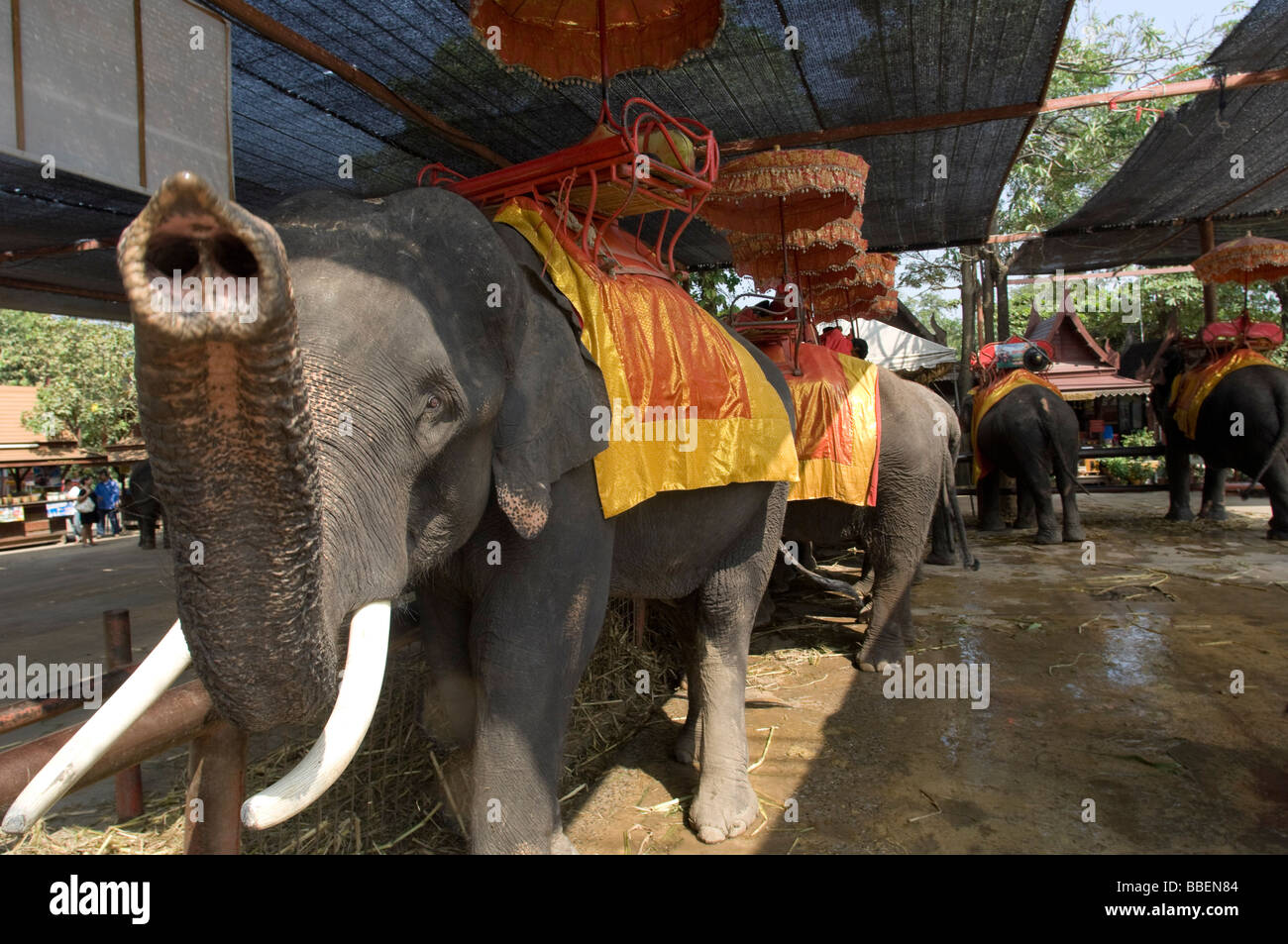 Les éléphants, Ayutthaya, Thaïlande Banque D'Images