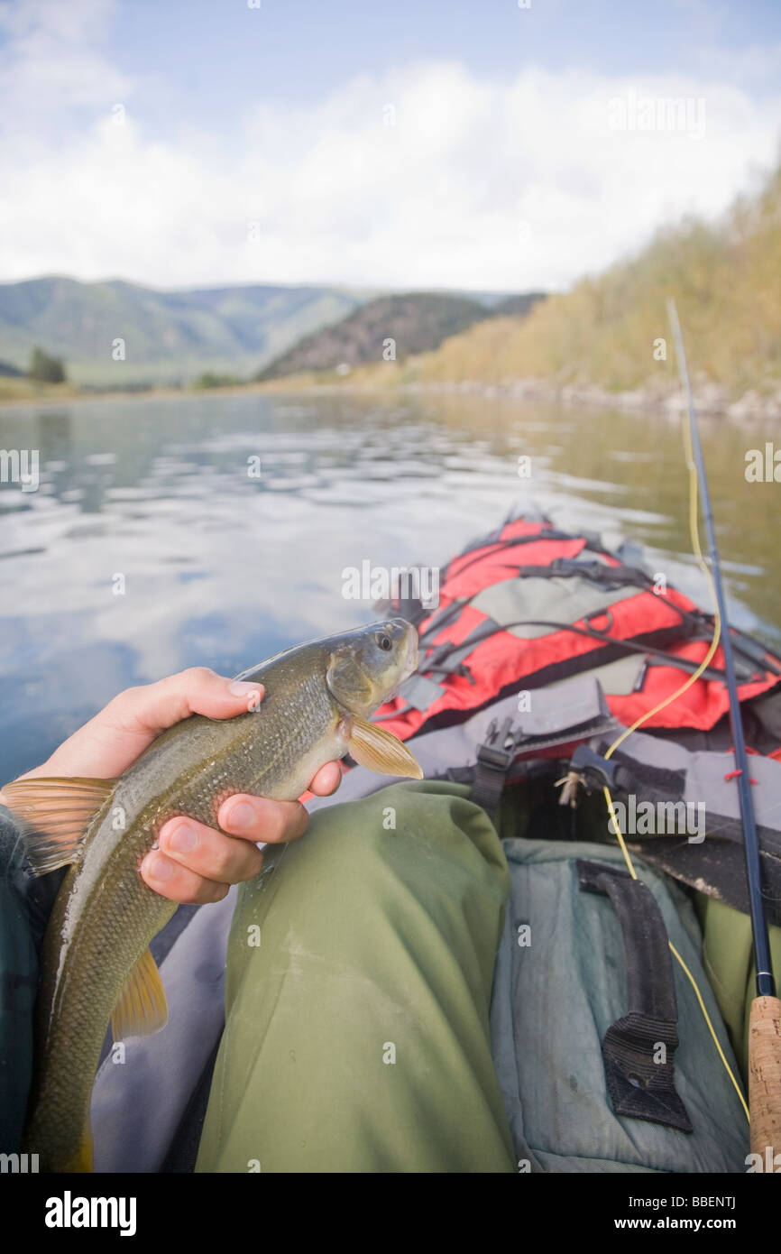 Le suckerfish, pris à la mouche sur la rivière Clark Fork, Montana Banque D'Images