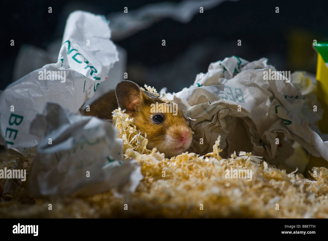 Hamster brun dans la lumière sombre situation goldhamster fond uni noir animal de nuit, studio shot éveillé écouter écouter pe Banque D'Images
