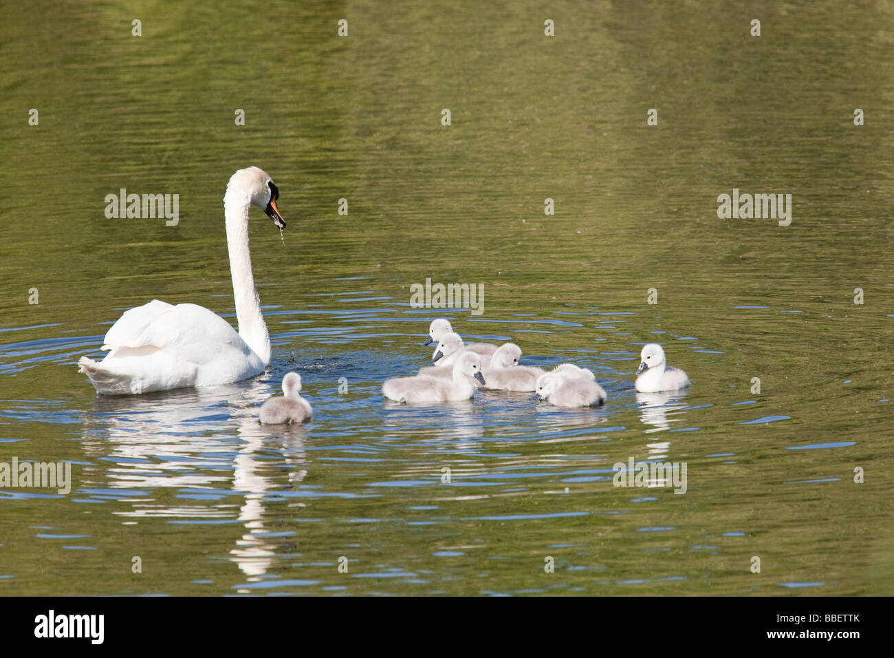 Famille Swan Stylo avec cygnets Banque D'Images