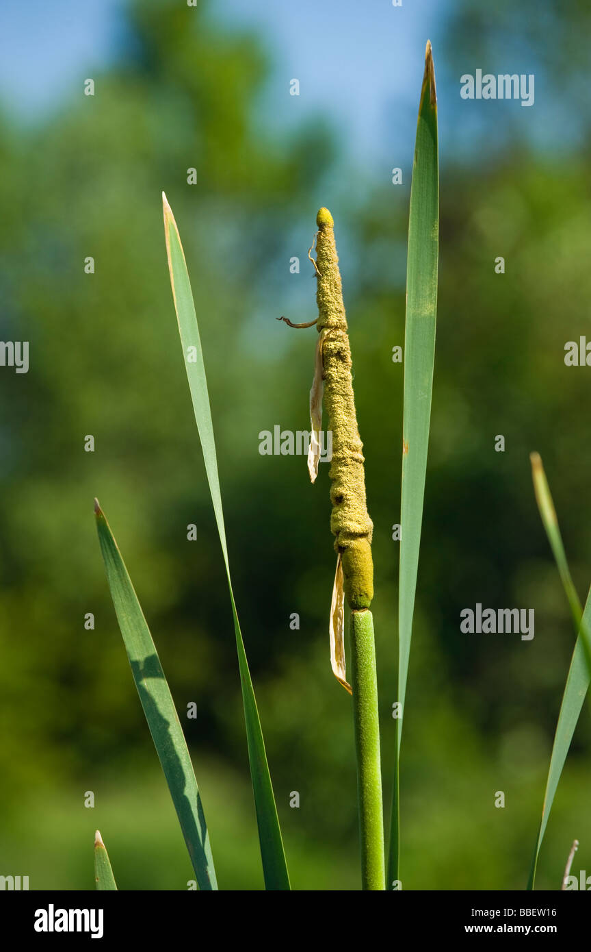 La floraison de quenouilles (Typha latifolia reed commun pollen fleurs de l'eau de lac étang homme femme vert jaune printemps wate Banque D'Images