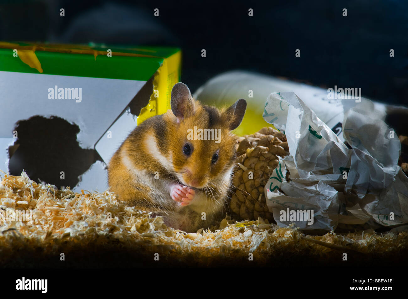 Hamster brun dans la lumière sombre situation goldhamster fond uni noir animal de nuit, studio shot éveillé écouter écouter pe Banque D'Images