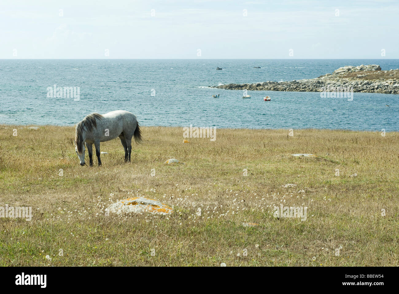 Calèche sur le terrain avec le mer en arrière-plan Banque D'Images