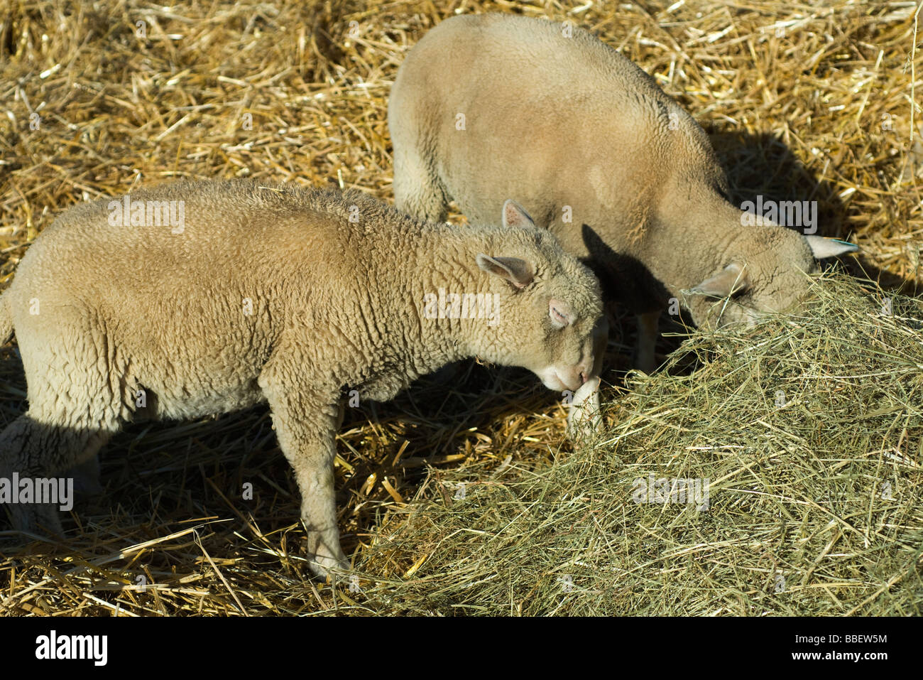 Mouton et foin Banque de photographies et d’images à haute résolution